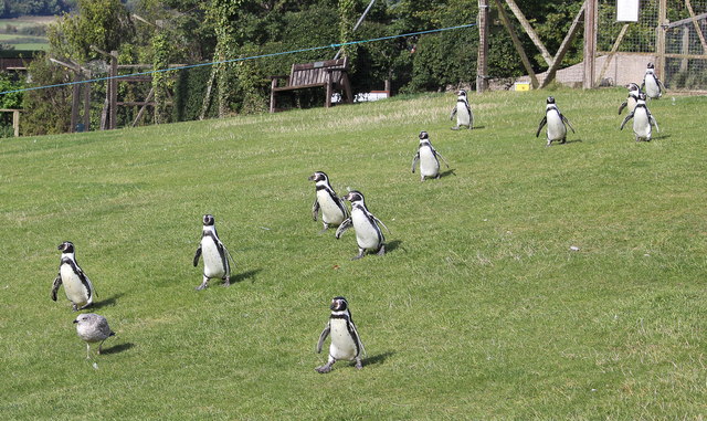 welsh-zoo